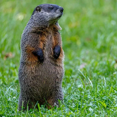 Quantumult今天突然连不上？别慌，这里有一份超全解决指南！