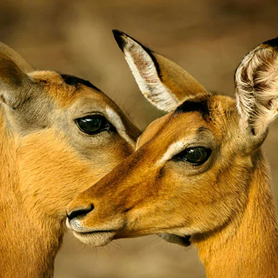 4月15日|22.7M/S，Clash节点/SSR节点/V2ray节点/Shadowrocket节点|免费订阅机场Clash Meta免费梯子