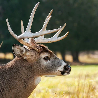 舞蹈对抗的灵魂碰撞：在节拍中绽放文化的自我