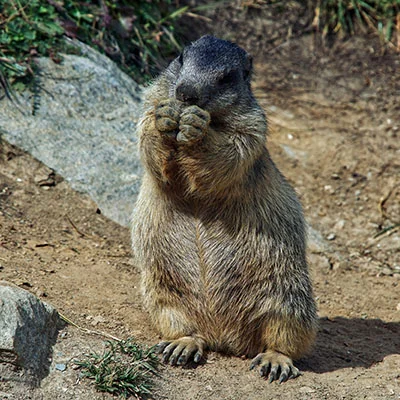 解锁信息自由：科学上网与访问贴吧的终极指南