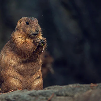 突破网络枷锁：全面解析V2Ray下Chrome浏览缓慢的症结与优化之道